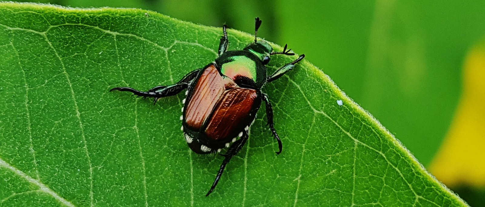 Japanese Beetle