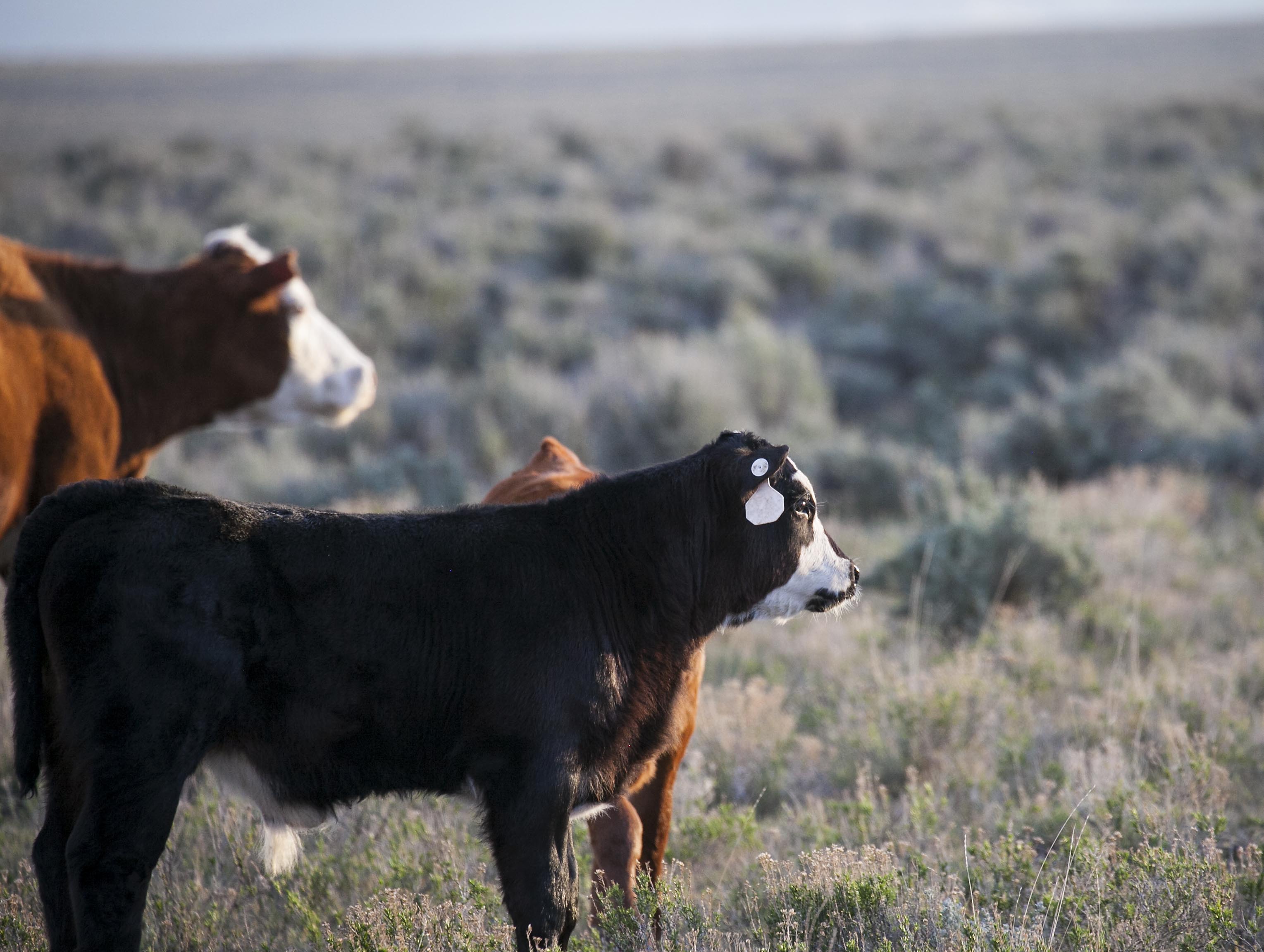 Cow gazing across a field of grass
