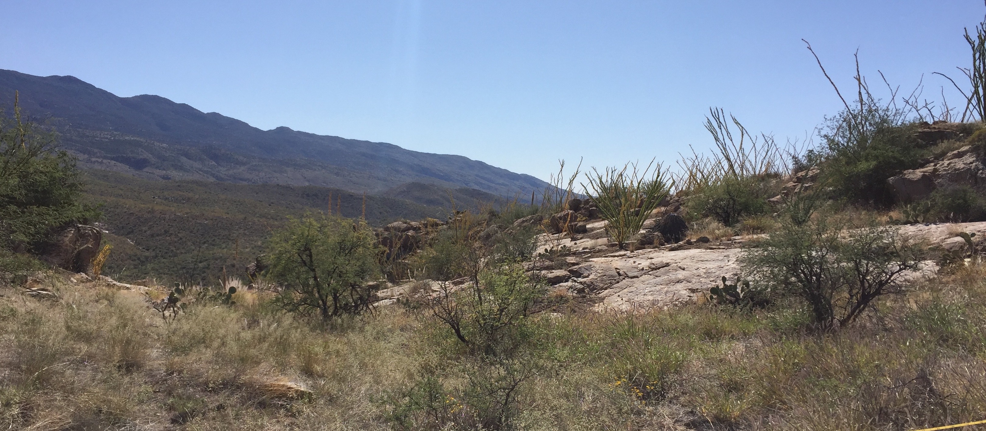 Buffelgrass invaded habitat in Tucson, AZ