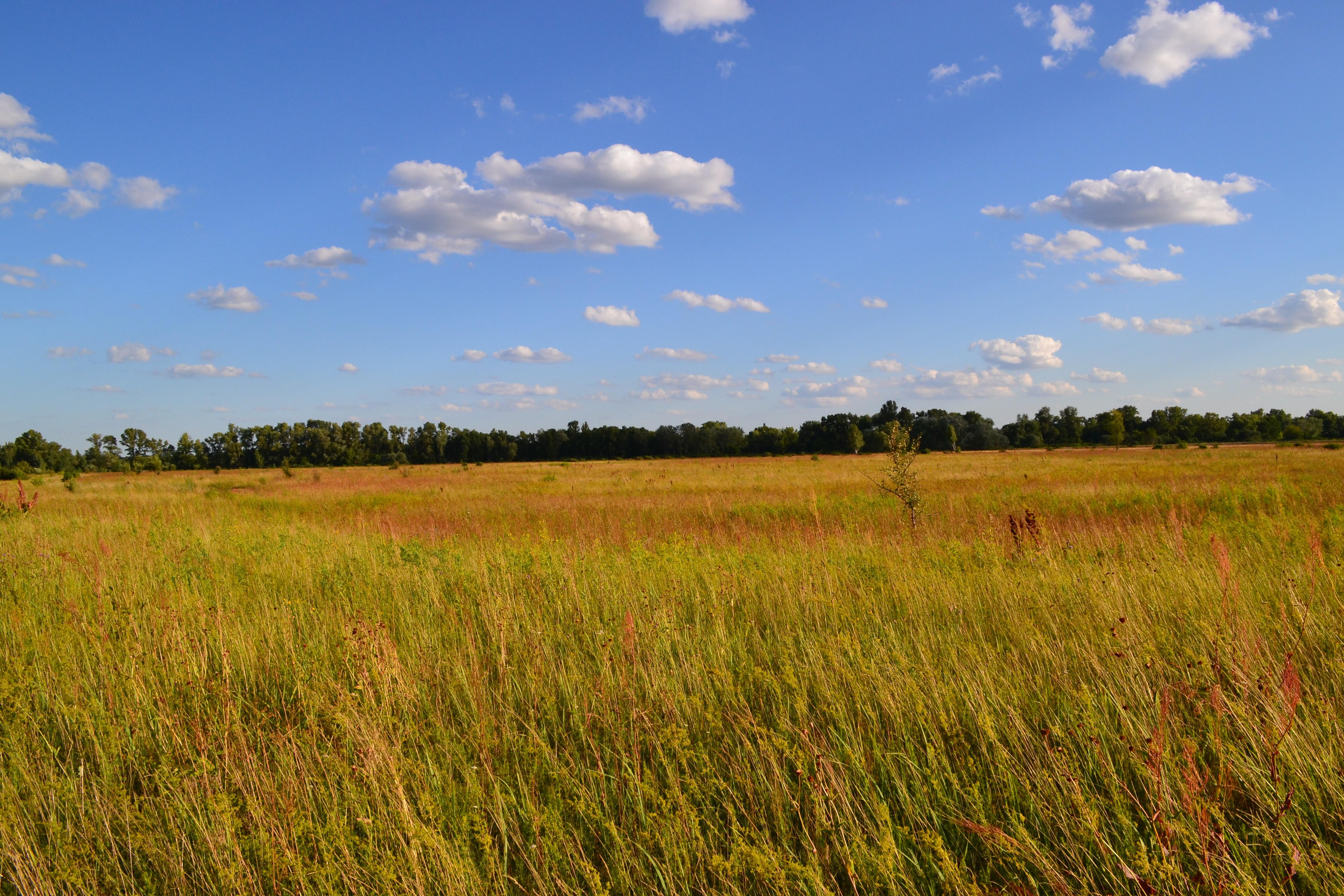Grassland Image