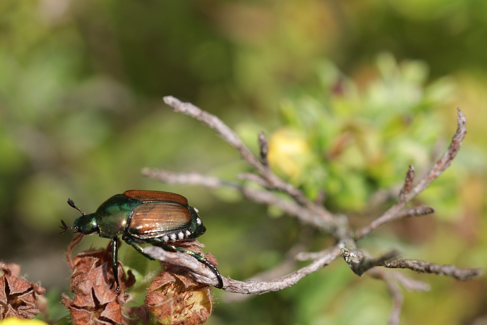 Japanese Beetle