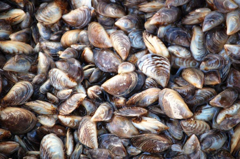 Zebra mussels